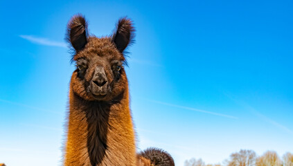 WIlDLIFE, FARM, GERMANY - A portrait of a llama, it lives in a pasture in Deckenbach Germany, on a sunny day and no clouds in the sky. - Powered by Adobe