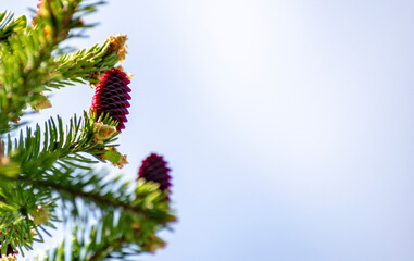 Multi-colored bumps on the branches of a coniferous tree.