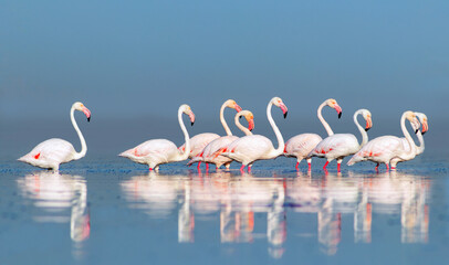 Wild african birds. Group birds of pink african flamingos  walking around the blue lagoon on a sunny day.
