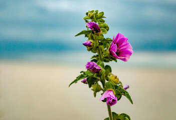 flower on the beach