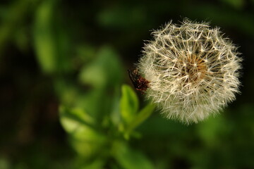 Dandelion on a green background