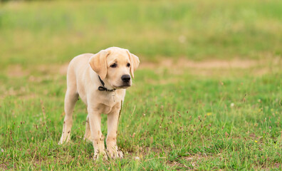 Labrador retriever dog in the nature