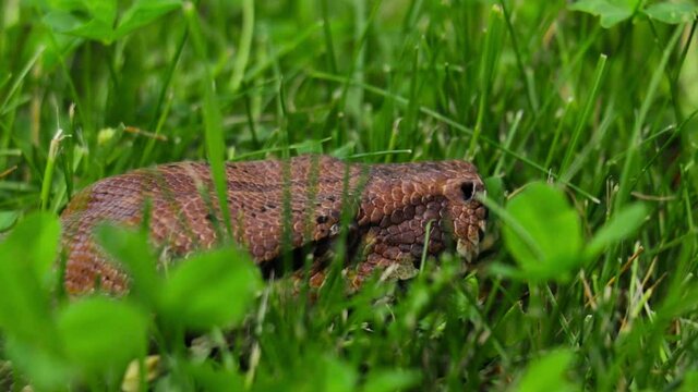boa constictor snake creeping in the grass