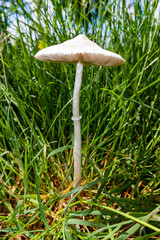Mushrooms in green grass of summer