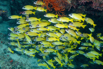Fototapeta na wymiar tropical coral reef snapper fish