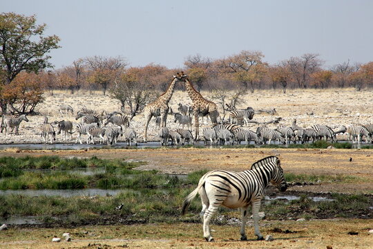 Namibia*12 이미지 – 찾아보기 175 스톡 사진, 벡터 및 비디오 | Adobe Stock