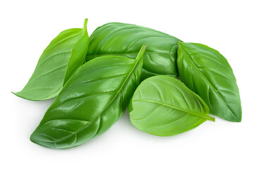 Fresh basil leaf isolated on white background with clipping path and full depth of field