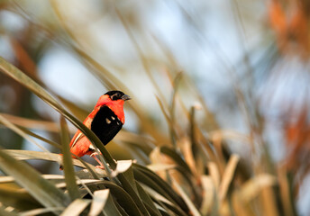 Southern Red Bishop on dates tree