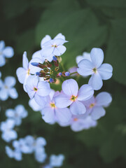 purple forest flowers