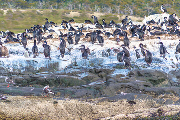 Insland of the Penguins in Ushuaia