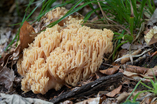 Inedible mushroom Ramaria fagetorum in the beech forest.  Wild coral yellowish pink fungus growing in the leaves.