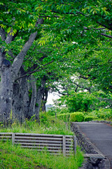 trees with green leafs in the park
