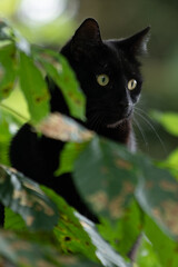 Closeup of black cat hiding behind the leaves of a chestnut tree