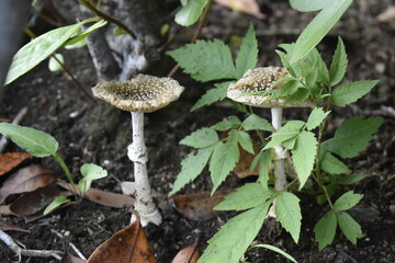 mushrooms in the forest