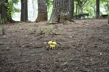 flowers in the forest