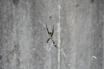 spider on the web