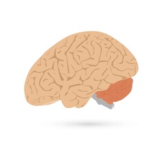 Illustration of human brain on white background