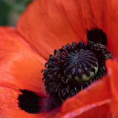 Closeup of a poppy head and petals