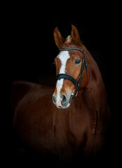 Obraz premium Beautiful chestnut horse in bridle portrait on black