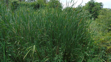 Obraz premium green grass in the morning