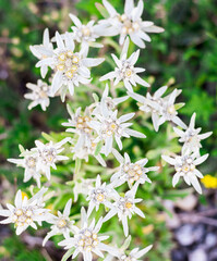 Rare Edelweiss flowers growing in the highlands