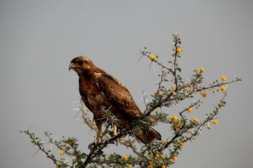 Eagle resting on savannah acacia observes its prey
