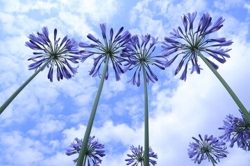 空に打ちあがった青い花火の様な花
