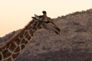 The head and neck of a giraffe with hills in the background, South Africa.