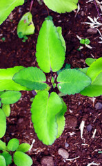 Cathedral bells or Bryophyllum pinnatum plant in the garden.