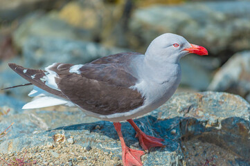 black headed gull