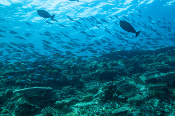 coral reef and fish