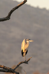 A Grey Heron perched on one leg at sunrise, South Africa.