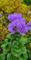 bee on a flower