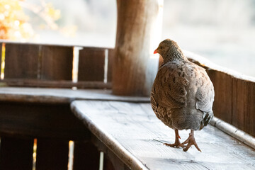 A Natal Francolin exploring a bird hide.