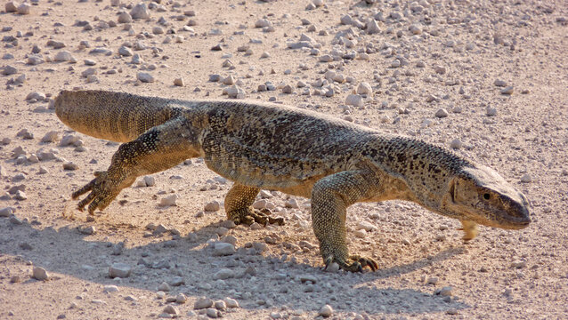 Namibia, Etosha park,  Namibia, Etosha Park, a moving Varano