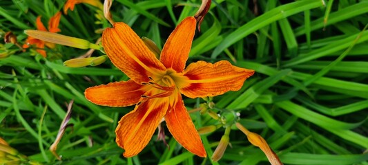 orange tiger lily