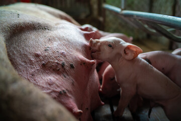 Small piglet in breeding pig farm