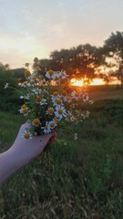 sunset in the forest