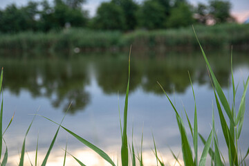 Sunny summer landscape with a river. Green reeds along the banks of a quiet river reflected clouds in the river.