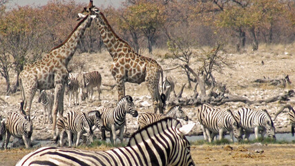 Namibia, Etosha Park, a puddle of water attracted around dozens of animals
