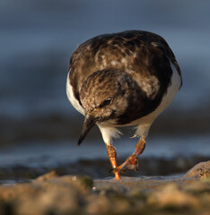 Low Shot Of A Turnstone Bird, Arenaria Interpres, Searching For Food On The Edge Of The Shore. Taken at Stanpit Marsh UK