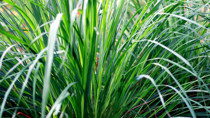 Lemon grass or Cymbopogon citratus in the garden.