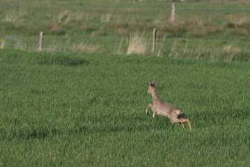 roe deer jumping in the green field