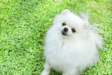 Fototapeta premium Image of pomeranian spitz in the garden. Cute white little dog outdoor
