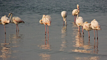 Namibia, Cape Cross, some flamingos feed in a group