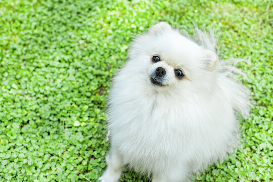Image of pomeranian spitz in the garden. Cute white little dog outdoor