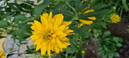 yellow flowers in the garden