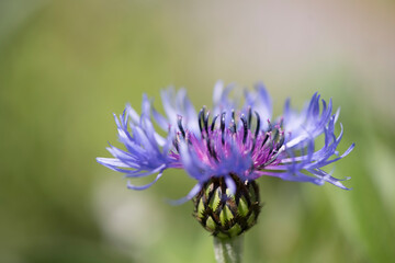 abstrakte Ansicht einer Kornblume