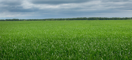 Field of green grass against the sky before a thunderstorm in early summer