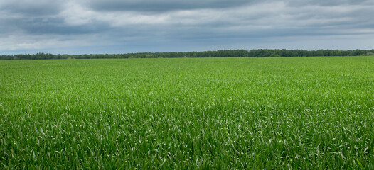Field of green grass against the sky before a thunderstorm in early summer
